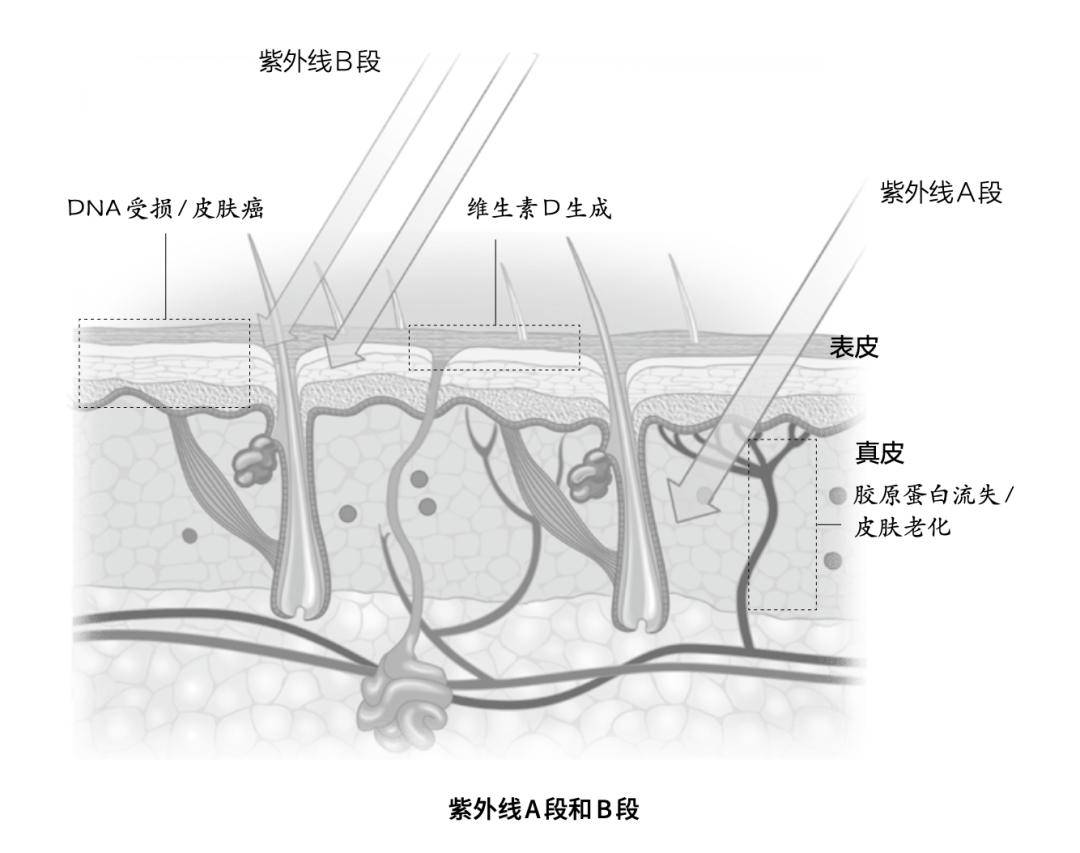 🌸【2024澳门正版资料免费大全】🌸-搜狐健康课·预告 | 肺移植是呼吸重症患者的“救命稻草”？