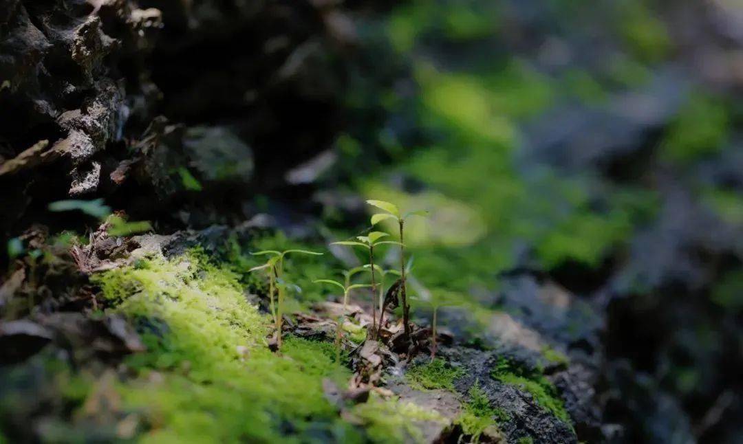 🌸【澳门一肖一码100准免费资料】🌸-荣昌生物公布国际专利申请：“一种双特异性抗体及其应用”