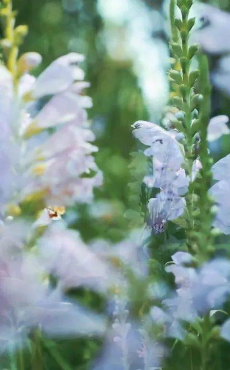 🌸【澳门天天彩免费资料大全免费查询】🌸-国际油价、金价，双双上涨！  第2张