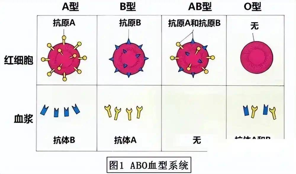 🌸【2024澳门资料大全免费】🌸-专访德国外交部全球健康大使施贺德：下一次大流行病一定会来！各国建立健康系统的同时加强合作非常关键  第3张