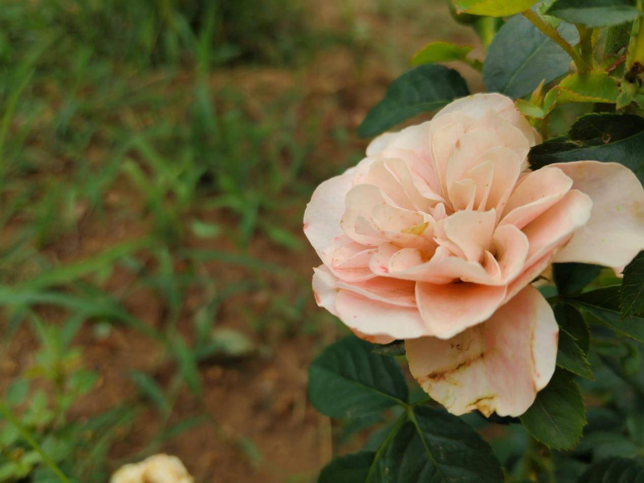 🌸【新澳门内部资料精准大全】🌸-手机产业链板块9月5日涨0.04%，中光学领涨，主力资金净流出6.94亿元  第3张