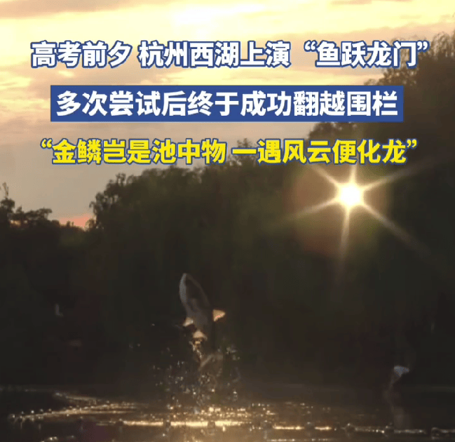 高考前夕杭州西湖上演鱼跃龙门：为高考学子加油鼓劲  第1张