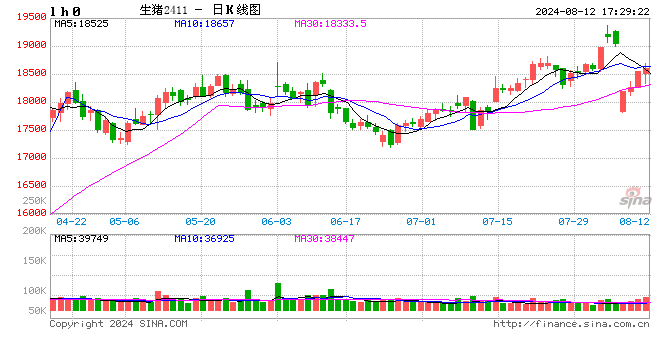 每日猪讯8.12  第2张