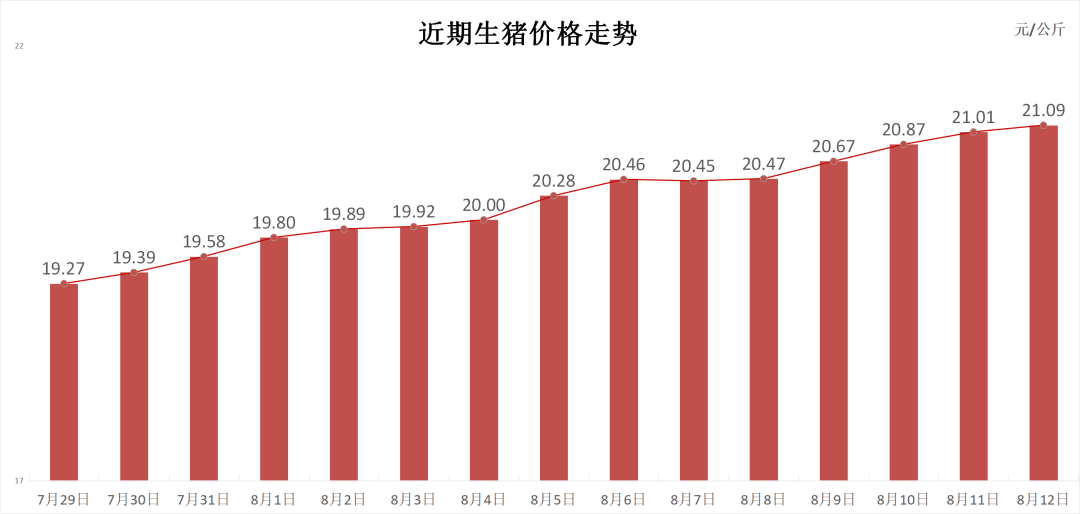 每日猪讯8.12