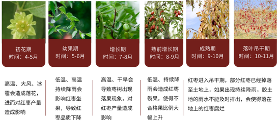 红枣：收购尾声 销区新货逐渐上市  第6张